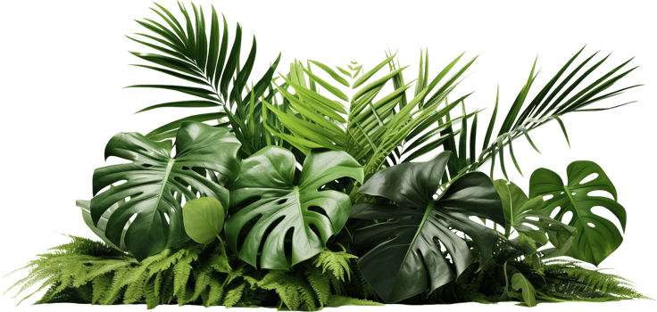 Green tropical plant bush png