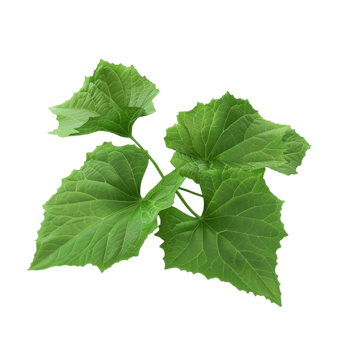 Green Leaf on White Background png