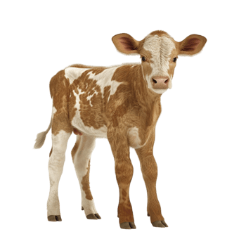 A Baby Cow Standing on White Background png