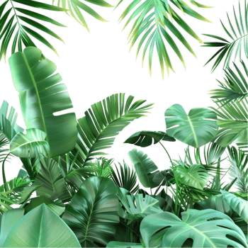 Tropical Plants and Leaves on a Transparent Background png