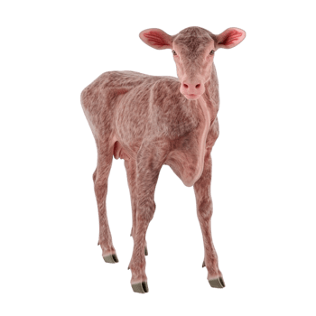 Cow Calf Standing on Transparent Background AI-Generative png