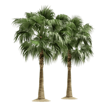 Two Palm Trees on Transparent Background AI-Generative png