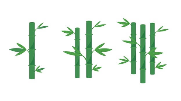 isolated bamboo on white background vector