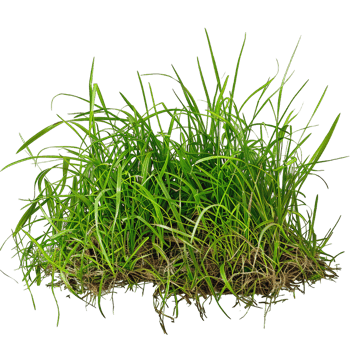 Green Grass isolated png