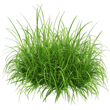 Green Grass isolated png