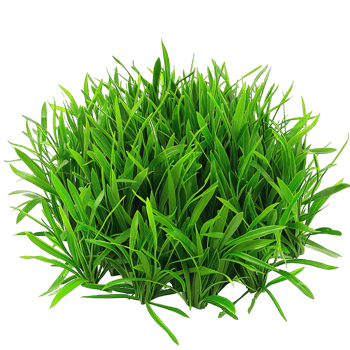 Green Grass isolated png