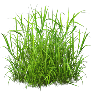 Green Grass isolated png