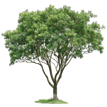 Isolated image of a tree png