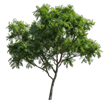 Isolated image of a tree png