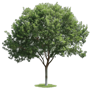 Isolated image of a tree png