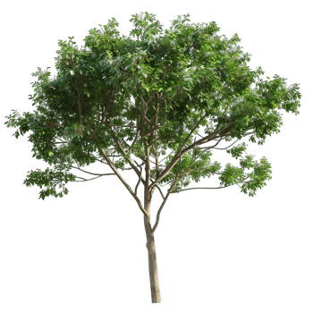 Isolated image of a tree png