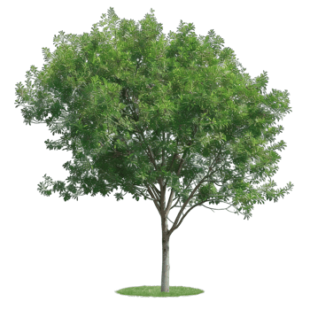 Isolated image of a tree png