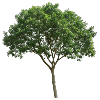 Isolated image of a tree png