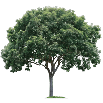 Fresh green Tree png