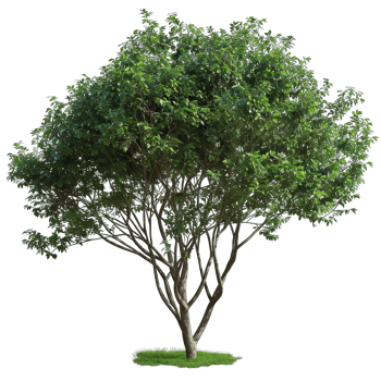 Fresh green Tree png