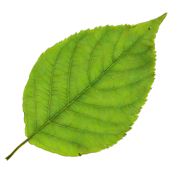 Isolated image of a leaf png