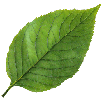 Isolated Image of a leaf png
