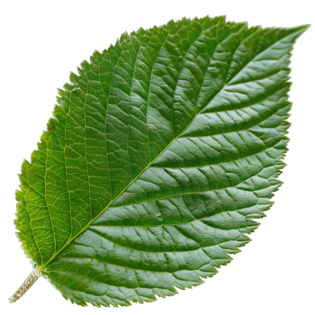 Isolated Image of a leaf png