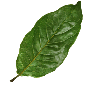 Isolated Image of a leaf png