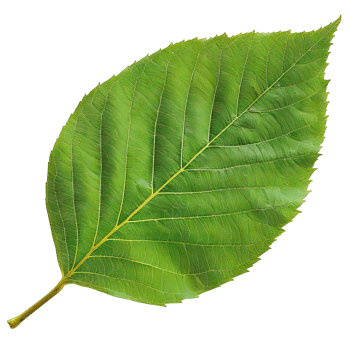 Isolated Image of a leaf png