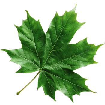 Isolated Image of a leaf png