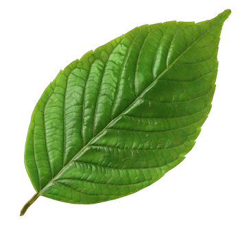 Isolated Image of a leaf png