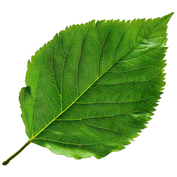 Isolated Image of a leaf png