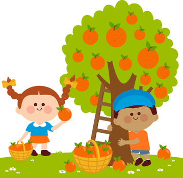 Two children, a boy and a girl picking oranges under an orange tree. Happy kids in the farm harvesting orange or tangerine fruits. vector
