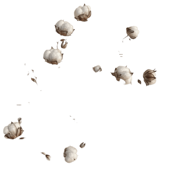 Cotton Seeds Falling from the sky on a transparent background png