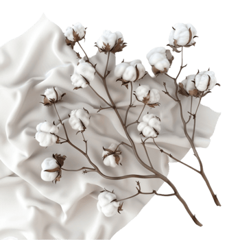 A Branch of Cotton Plant Isolated on transparent backgroundGenerative-AI png