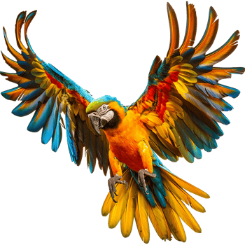 Flying Macaw parrot isolated on transparent background png