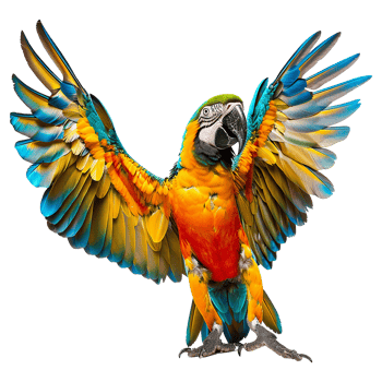 Flying Macaw parrot isolated on transparent background png