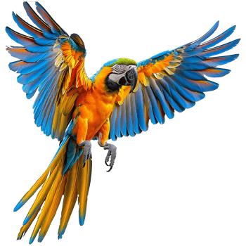 Flying Macaw parrot isolated on transparent background png