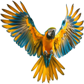 Flying Macaw parrot isolated on transparent background png