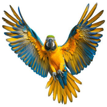 Flying Macaw parrot isolated on transparent background png