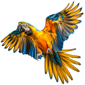 Flying Macaw parrot isolated on transparent background png