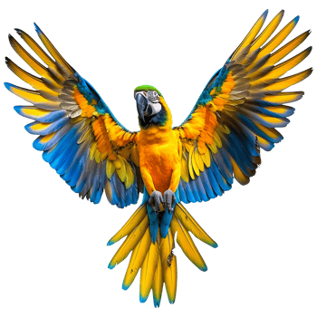 Flying Macaw parrot isolated on transparent background png