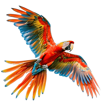 Flying Macaw parrot isolated on transparent background png