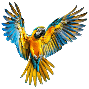 Flying Macaw parrot isolated on transparent background png