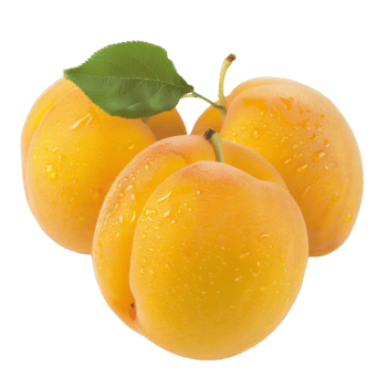 Apricot, fruit realistic Illustration. Realistic Transparent file. Mockup template for artwork graphic design png