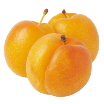 Apricot, fruit realistic Illustration. Realistic Transparent file. Mockup template for artwork graphic design png