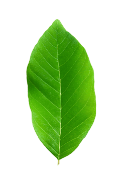 Fresh Green Leaf Isolated Perfect for Nature and Botanical Themes png