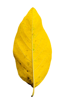 Bright Yellow Leaf High-Resolution Nature Stock Photo for Design and Art Projects png