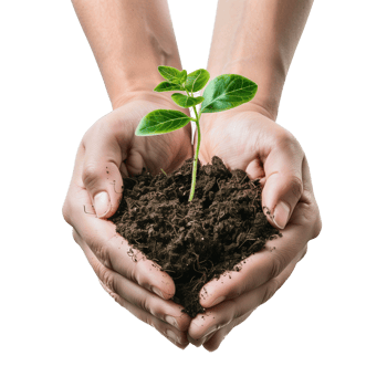 Hands cupping a delicate green seedling with soil, isolated on a transparent background png
