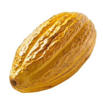 Cacao, fruit realistic Illustration. Realistic Transparent file. Mockup template for artwork graphic design png