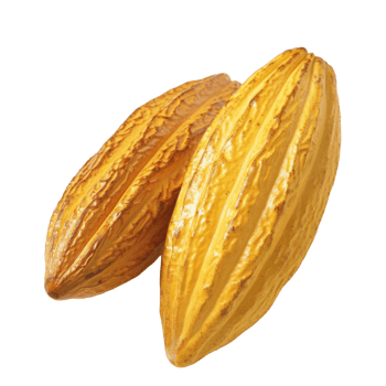 Cacao, fruit realistic Illustration. Realistic Transparent file. Mockup template for artwork graphic design png