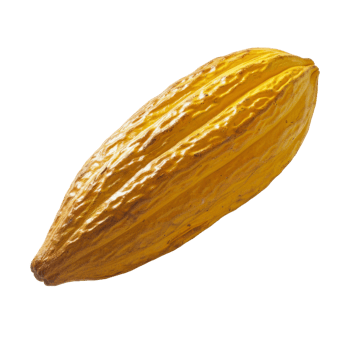 Cacao, fruit realistic Illustration. Realistic Transparent file. Mockup template for artwork graphic design png