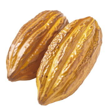 Cacao, fruit realistic Illustration. Realistic Transparent file. Mockup template for artwork graphic design png