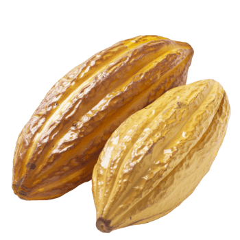 Cacao, fruit realistic Illustration. Realistic Transparent file. Mockup template for artwork graphic design png
