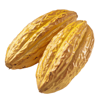 Cacao, fruit realistic Illustration. Realistic Transparent file. Mockup template for artwork graphic design png